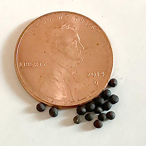 Forage Collards Seed