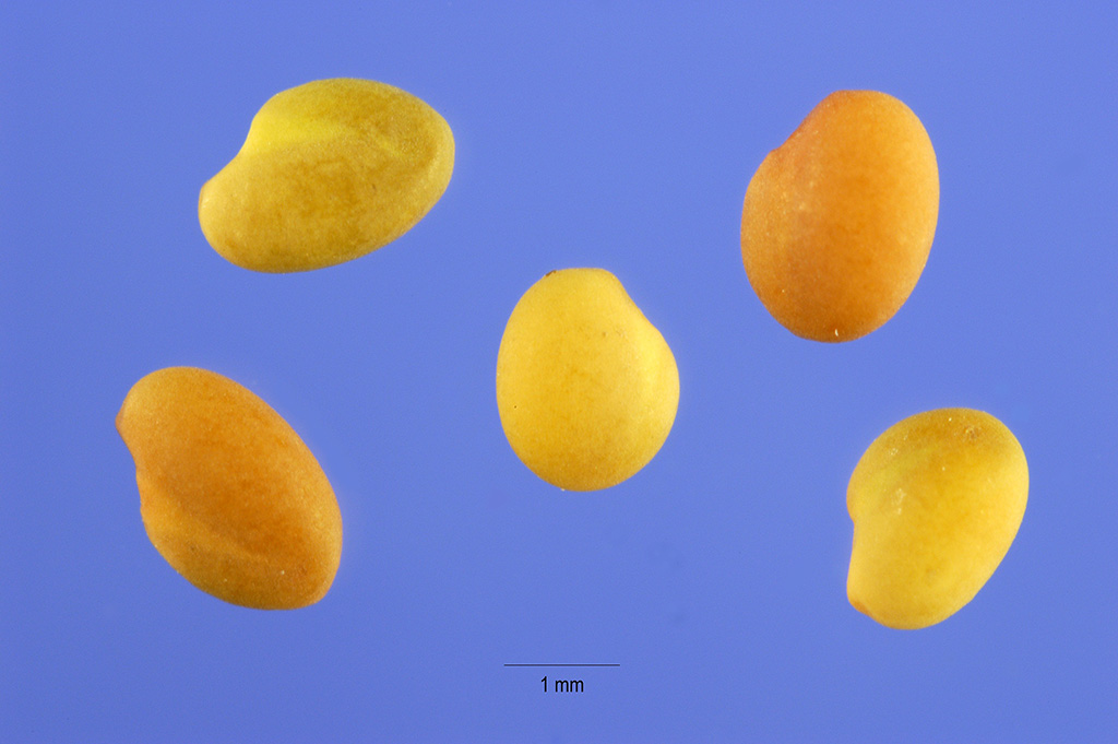 Hubam Sweet Clover Seed