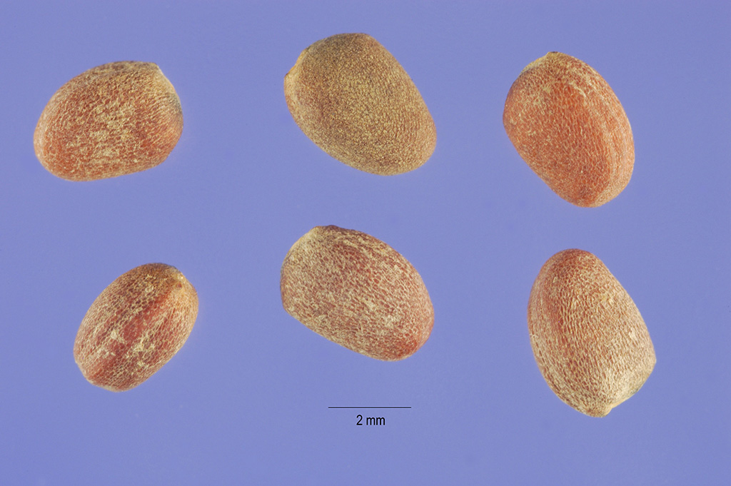 Radish Seed