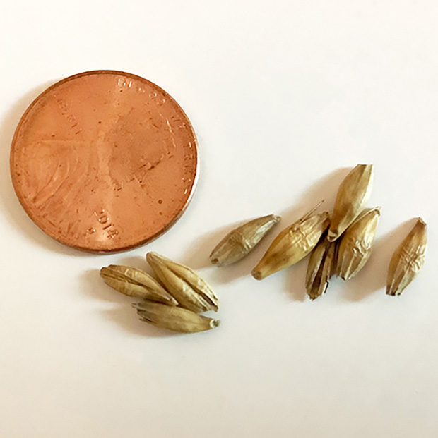 Barley Seed